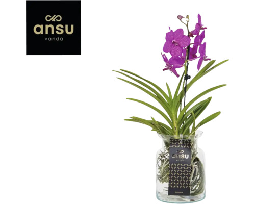Orchidée Vanda dans un vase en verre