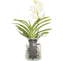Vanda orchidée dans un vase en verre