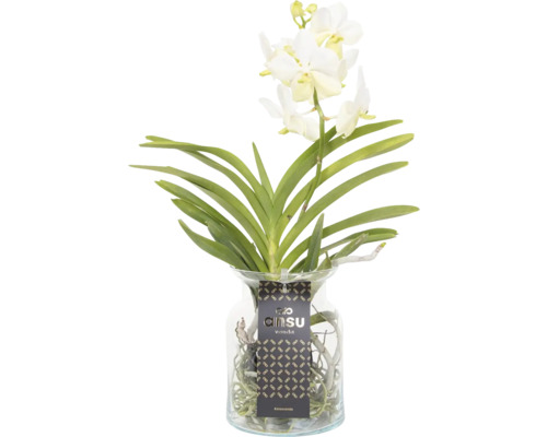 Vanda orchidée dans un vase en verre