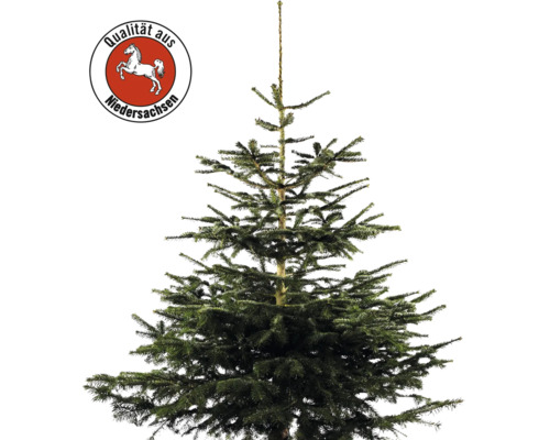 Sapin Nordmann de Basse-Saxe h 150-200 cm, sapin de Noël coupé issu de production durable et régionale