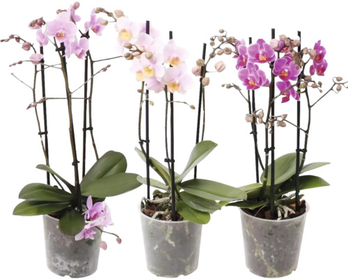 Orchidée papillon mélange FloraSelf Phalaenopsis multiflora h 50-55 cm pot Ø 12 cm 3 panicules