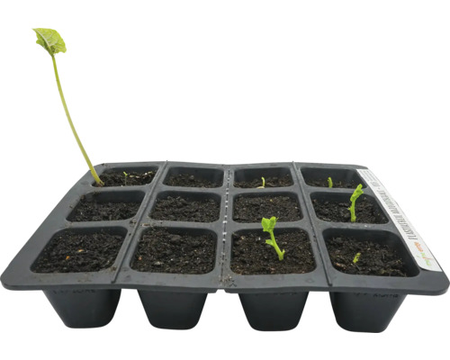 Anzuchtschale mit jungen Pflanzen