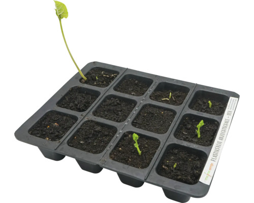 Anzuchtschale mit jungen Pflanzen im Anzuchtsubstrat