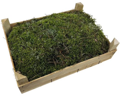 Moos in einer Holzkiste