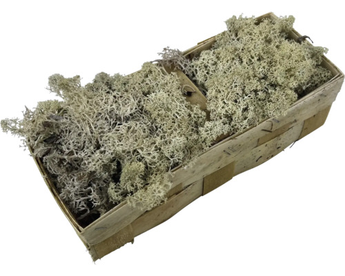 Dekoratives Islandmoos in einem Holzkorb