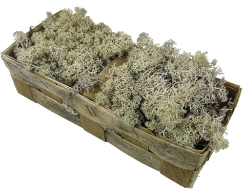 Rentierflechte in einem Korb