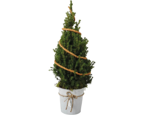Épicéa blanc conique FloraSelf Picea glauca 'Conica' 19 cm pot en zinc