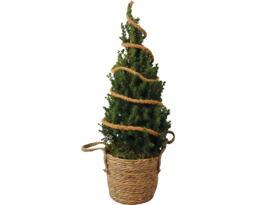 Épicéa blanc conique FloraSelf Picea glauca 'Conica' 19 cm pot panier en raphia