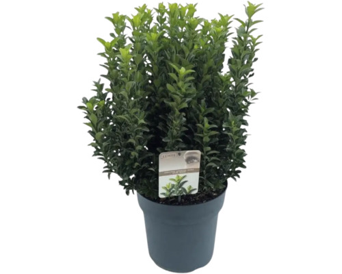 Fusain du Japon 'Green Spire' FloraSelf Euonymus japonicus 'Green Spire' h 50-60 cm Co 10 l touffu