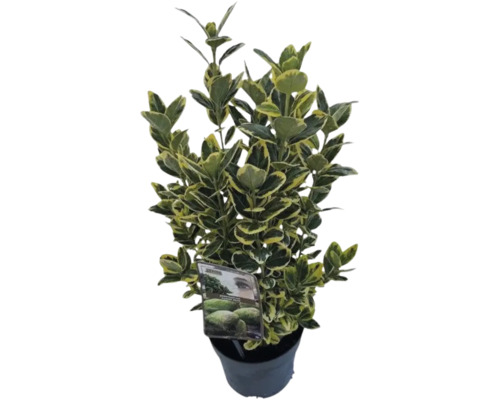 Fusain du Japon FloraSelf Euonymus japonicus 'Marieke' h 25-30 cm Co 2 l