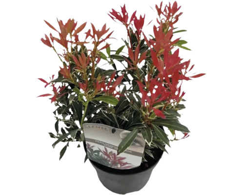 Andromède du Japon FloraSelf Pieris japonica 'Flaming Silver' h 15-20 cm Co 1,5 l