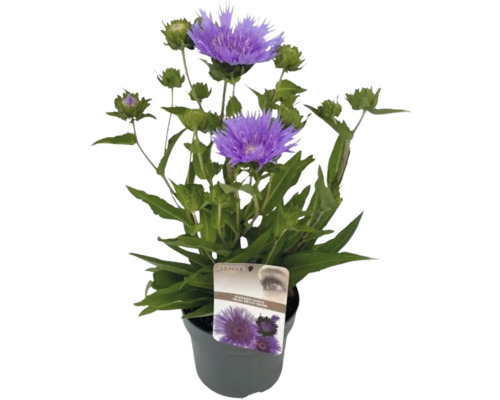 Kornblumen-Aster FloraSelf Stokesia laevis 'Mega Mels'® Ø 19 cm Topf