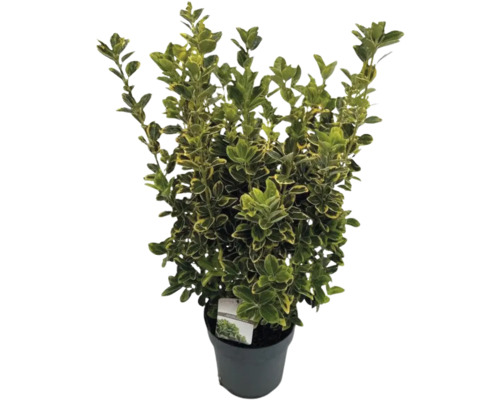 Goldbunte Spindelstrauch FloraSelf Euonymus japonicus 'Aureomarginatus' H 50-60 cm Co 10 L buschig