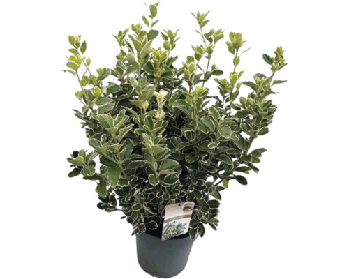 Fusain du Japon FloraSelf Euonymus japonicus 'Katy' h 50-60 cm Co 10 l touffu