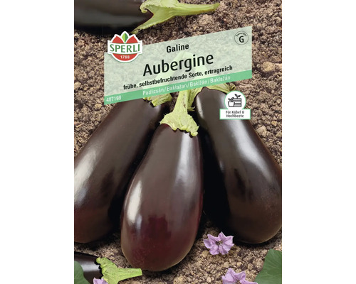Aubergine Galine, F1 Sperli semences hybrides graines de légumes
