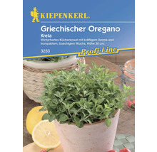 Kiepenkerl griechischer Oregano im Topf, winterhartes Küchenkraut