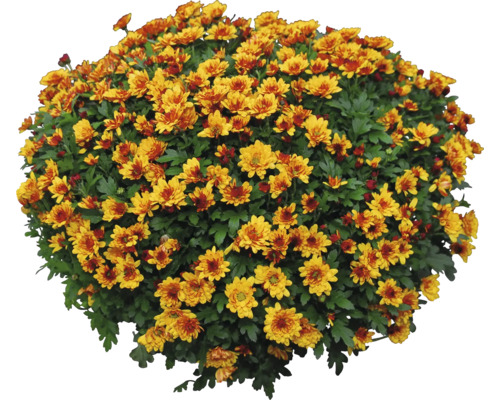 Multiflora-Chrysantheme Mix Chrysanthemum multiflora Ø 10,5 cm Topf zufällige Sortenauswahl