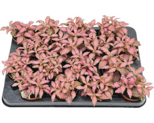 Mélange de fittonia rouge FloraSelf Fittonia pot Ø 7 cm sélection aléatoire de variétés
