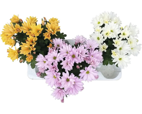 Trois chrysanthèmes en pot avec des fleurs