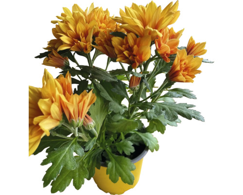 Floraison de chrysanthèmes en pot