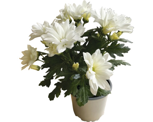 Chrysanthème avec fleurs blanches en pot