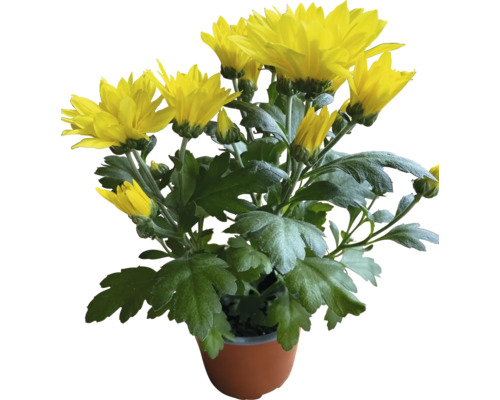 Mélange de chrysanthèmes d'automne Chrysanthemum indicum pot Ø 10,5 cm sélection de variétés aléatoire