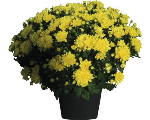 Multiflora-Chrysantheme Mix Chrysanthemum multiflora Ø 12/13 cm Topf zufällige Sortenauswahl