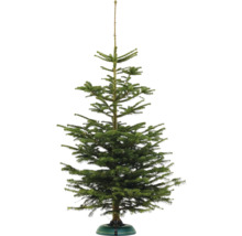 Nordmanntanne im Weihnachtsbaumständer