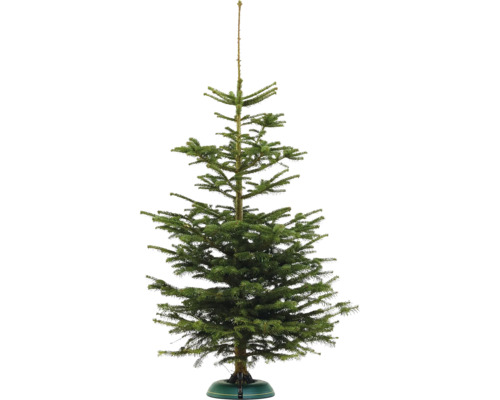 Sapin Nordmann BASIC h 140-180 cm, sapin de Noël coupé issu de production durable Sapin Nordmann BASIC h 140-180 cm, sapin de Noël coupé issu de production durable