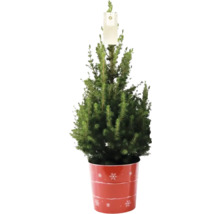 Kleine Fichte im Topf mit Schneeflockenmuster als Weihnachtsdekoration.