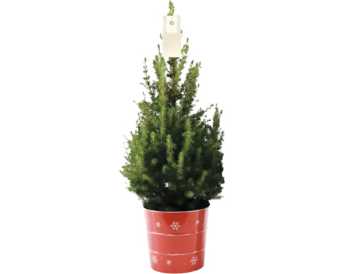 Épicéa blanc FloraSelf h 60-70 cm p 17 cm pot en zinc Épicéa blanc FloraSelf h 60-70 cm p 17 cm pot en zinc