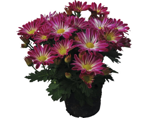 Mélange de chrysanthèmes d'automne bicolores FloraSelf Chrysanthemum indicum pot Ø 10 cm sélection de variétés aléatoire