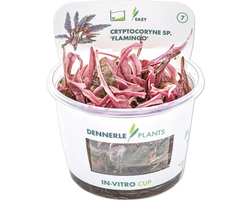 Cryptocoryne sp. Flamingo plante d''aquarium en gobelet in vitro