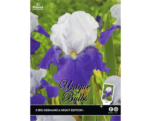 Plantes vivaces à rhizome iris Iris germanica 'Night Edition' 2 pièces