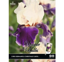 Verpackung mit zwei Iris germanica Christmas Carol Blumenzwiebeln