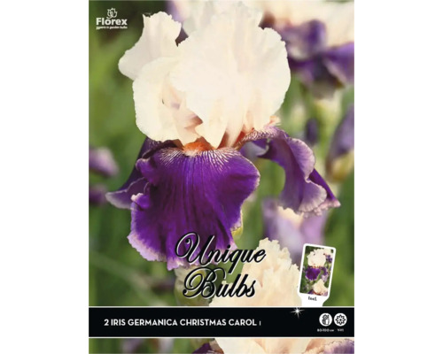 Plantes vivaces à rhizome iris Iris germanica 'Christmas Carol' 2 pièces