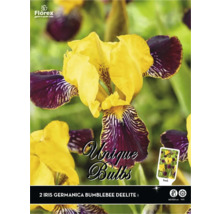 Verpackung mit zwei Iris germanica Bumblebee Deelite Blumenzwiebeln