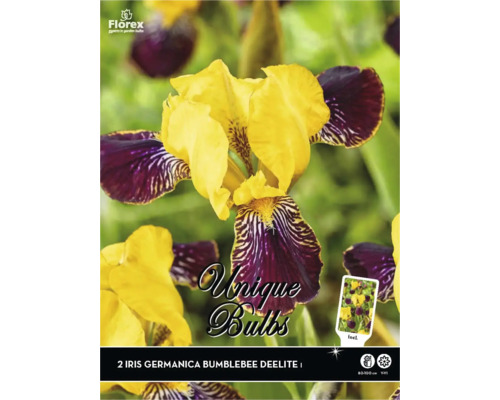Plantes vivaces à rhizome iris Iris germanica 'Bumblebee Deelite' 10 pièces