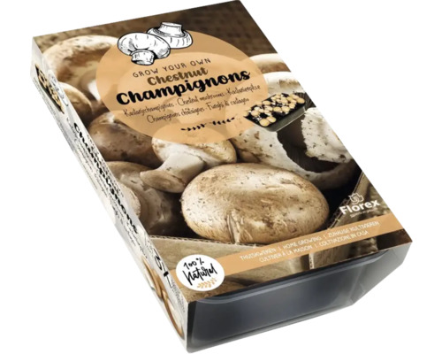 Kit de culture de champignon Champignons bruns 750 g