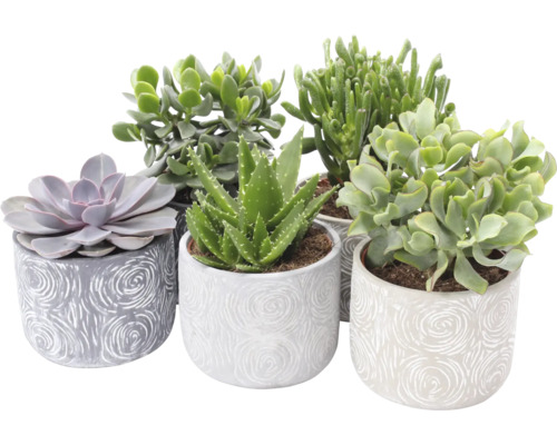 Mélange de succulentes FloraSelf h env. 30 cm Ø 14 cm avec cache-pot en céramique Toledo, sélection aléatoire de variétés