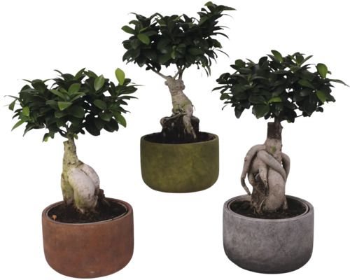 Figuier chinois FloraSelf Ficus microcarpa Ginseng h env. 45 cm pot Ø 21 cm avec cache-pot en céramique Liam