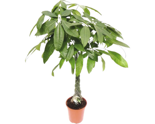Châtaigner de Guyane FloraSelf Pachira h env. 110 cm pot Ø 21 cm tronc tressé Pachira aquatica en pot avec tronc tressé