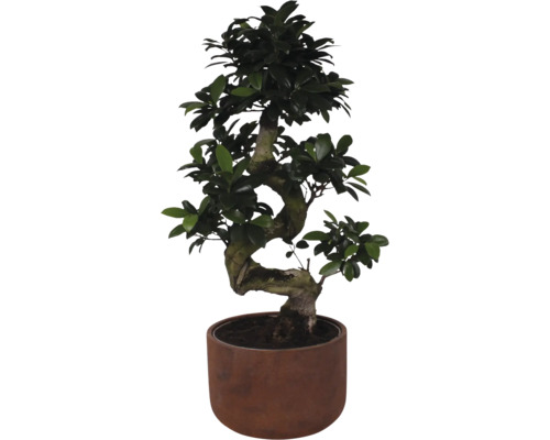 Figuier chinois FloraSelf Ficus microcarpa Ginseng h env. 70 cm pot Ø 25 cm avec cache-pot en céramique Liam