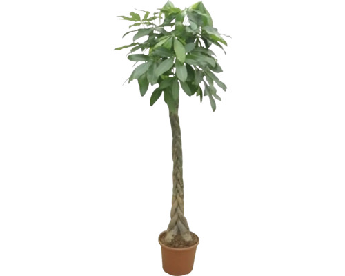 Châtaigner de Guyane FloraSelf Pachira h 190-200 cm pot Ø 35 cm tronc tressé