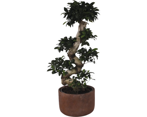 Figuier chinois FloraSelf Ficus microcarpa Ginseng h env. 80 cm pot Ø 27 cm avec cache-pot en céramique Liam