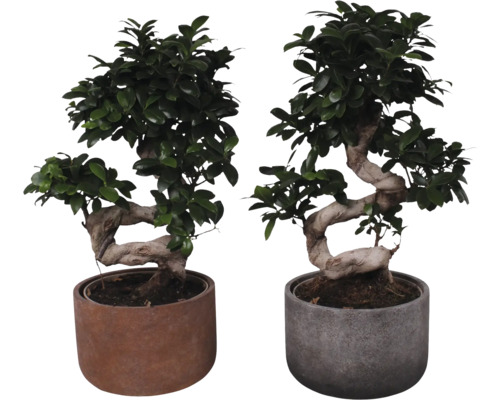 Figuier chinois S-SHAPE FloraSelf Ficus microcarpa Ginseng h env. 55 cm avec cache-pot en céramique Liam pot Ø 23 cm