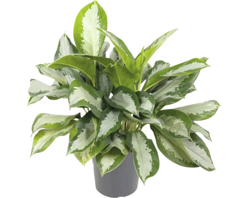 Kolbenfaden FloraSelf Aglaonema commutatum 'Silver Bay' H ca. 65 cm Ø 24 cm Topf