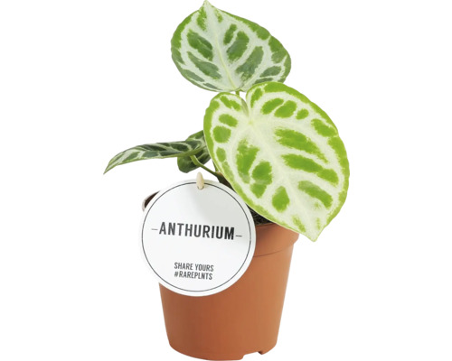 Anthurium mélange FloraSelf h. env. 25 cm pot Ø 12 cm sélection aléatoire de variétés