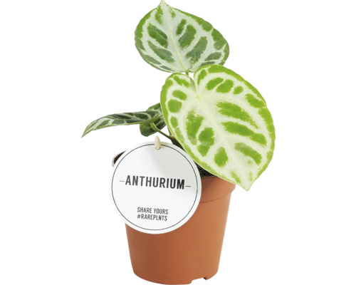 Anthurium Blattmix FloraSelf H ca. 25 cm Ø 12 cm Topf zufällige Sortenauswahl