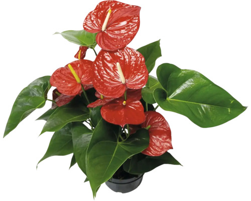 Langue de feu / Anthurium rouge FloraSelf Anthurium andreanum h env. 50 cm pot Ø 21 cm Plante d''intérieur anthurium avec fleurs rouges et feuilles vertes dans un pot